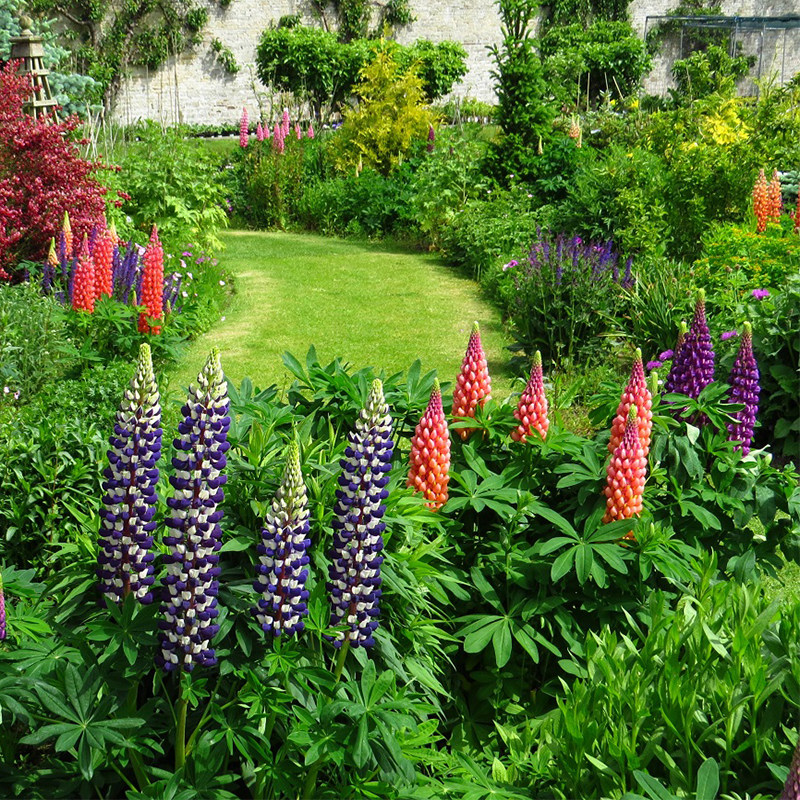 盆栽易养多年生花卉冰花大林庭院1盆羽扇豆耐寒花卉