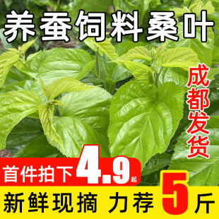 养蚕桑叶新鲜现摘蚕宝宝食物桑树叶子喂蚕饲料蚁蚕大蚕小蚕嫩叶子