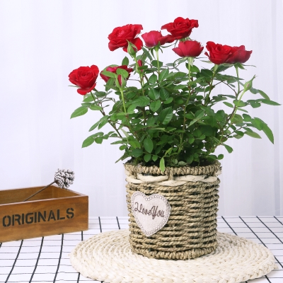 鲜花绿植盆栽玫瑰花