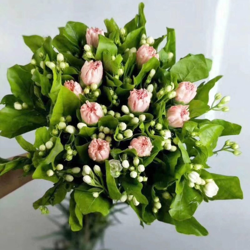 新品超长的鲜g花茉莉花花束带花苞发货纯水培植物水养室内四季开