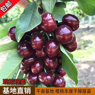 车厘子树苗果树果苗当年结果南方北方种植四季大樱桃树苖水果嫁接