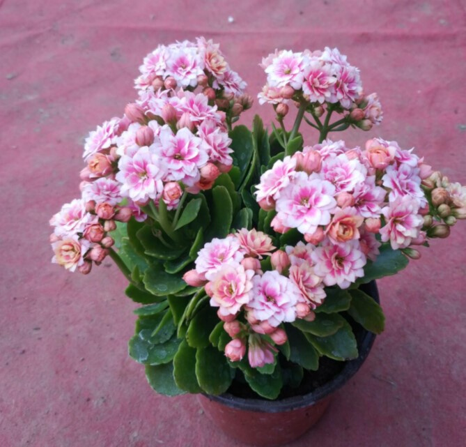 22重瓣长寿花安娜公主室内观h花盆栽阿兰朵带花带苞带盆北京发货