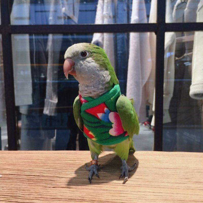 高端出创鹦鹉衣服保暖外玄遛鸟专用飞行服装加q厚凤意复古鸟类奢