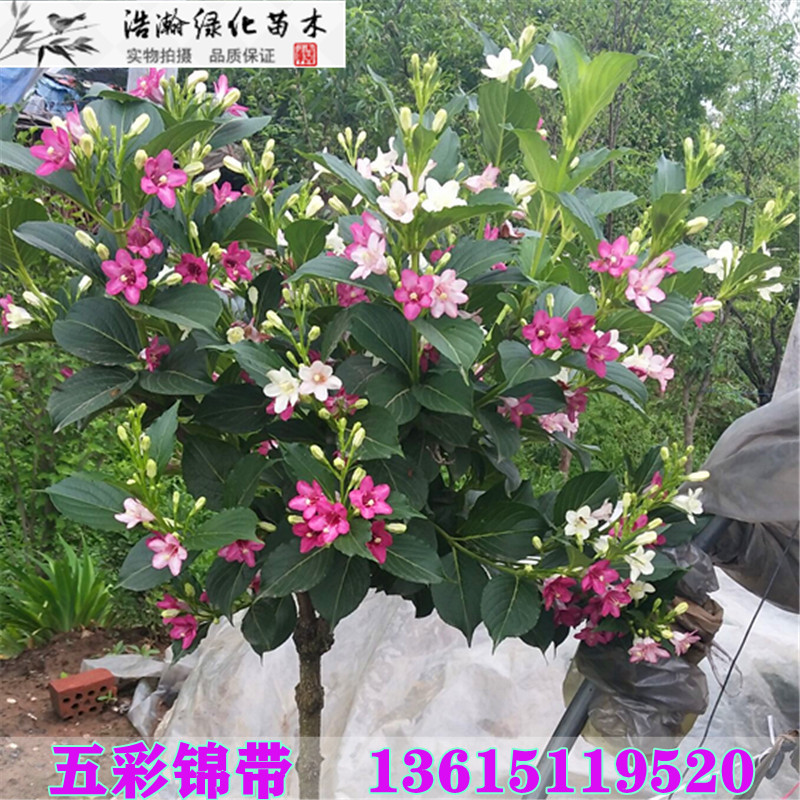 浩瀚绿化苗木-高杆五彩锦带红王子锦带
