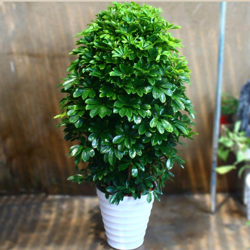 办公室喜光桌摆盆景含盆桌面老桩花卉大型四季大型绿植