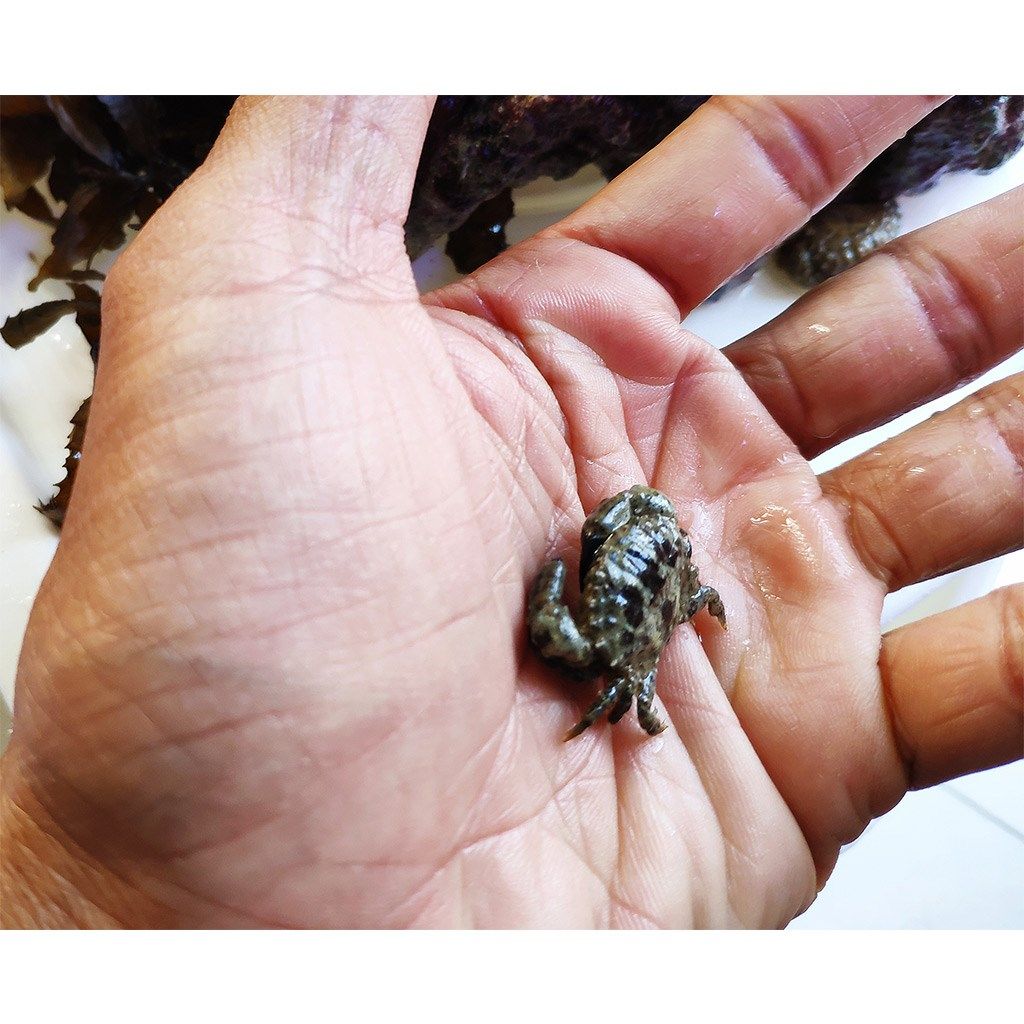 海水观赏螃蟹缸微缸另类宠物小型6种长不大的蟹