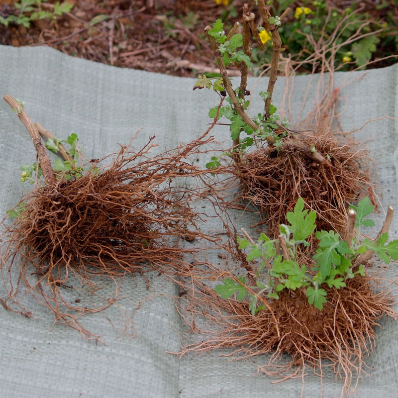 一折野菊花苗_高档纯花生菊野树k苗野老花带菊根菊花花苗种植菊花盆栽