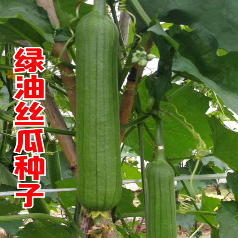 速生五叶香丝瓜种籽油皮短棒丝瓜种子早熟高产春秋季爬藤蔬菜种子