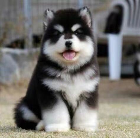 阿拉斯加犬幼犬巨型大骨架桃脸十字脸熊版纯种雪橇犬宠物狗狗活体
