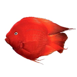 红财神鱼活体图片