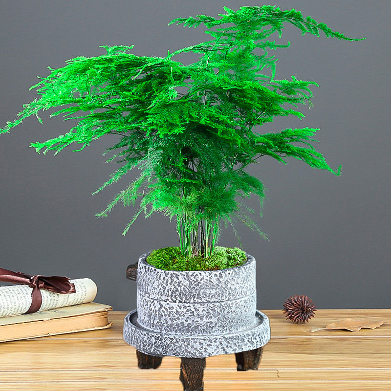 盆栽植物室内花四季常青