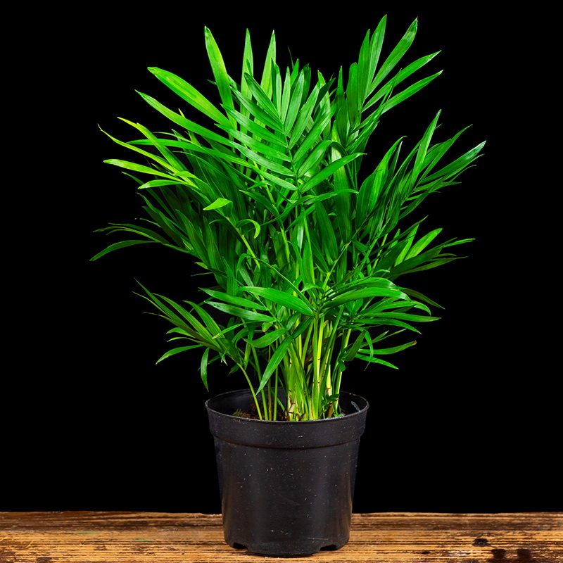 绚绿-特价促销-优惠券领取-价格|多少钱|什么牌子好-35优惠券网站