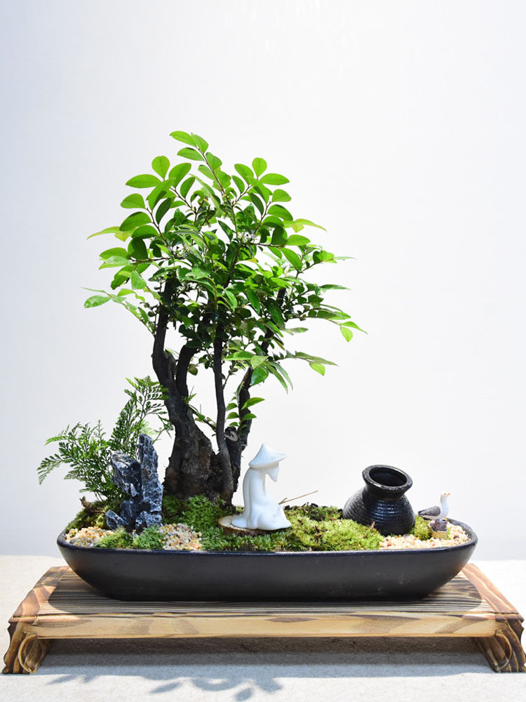 小叶紫檀盆景黑骨茶老桩盘景室内四季常青书房阳台人气植物盆栽