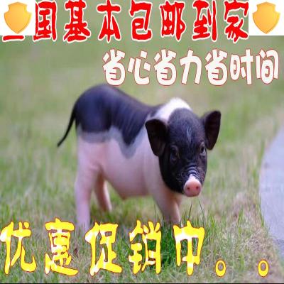 宠物猪活小香猪荷兰疫苗一对小猪仔活猪养殖不大香猪