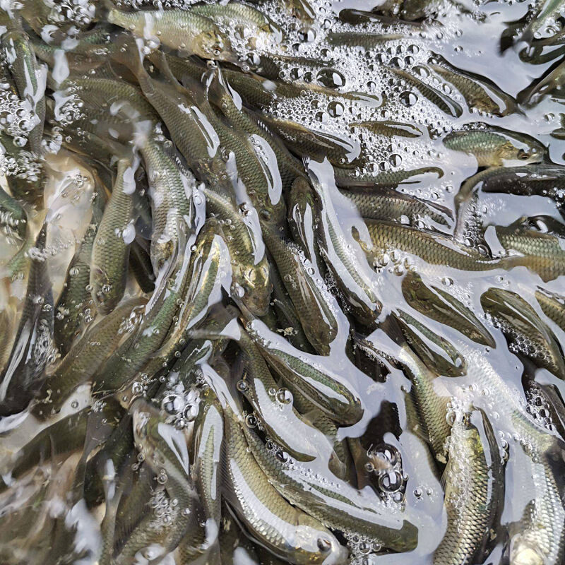 22优质大草鱼苗皖鱼苗活b体鱼苗鲢鱼鲫鱼苗四大家鱼养殖鱼苗a
