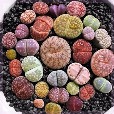 南非混生石花套餐