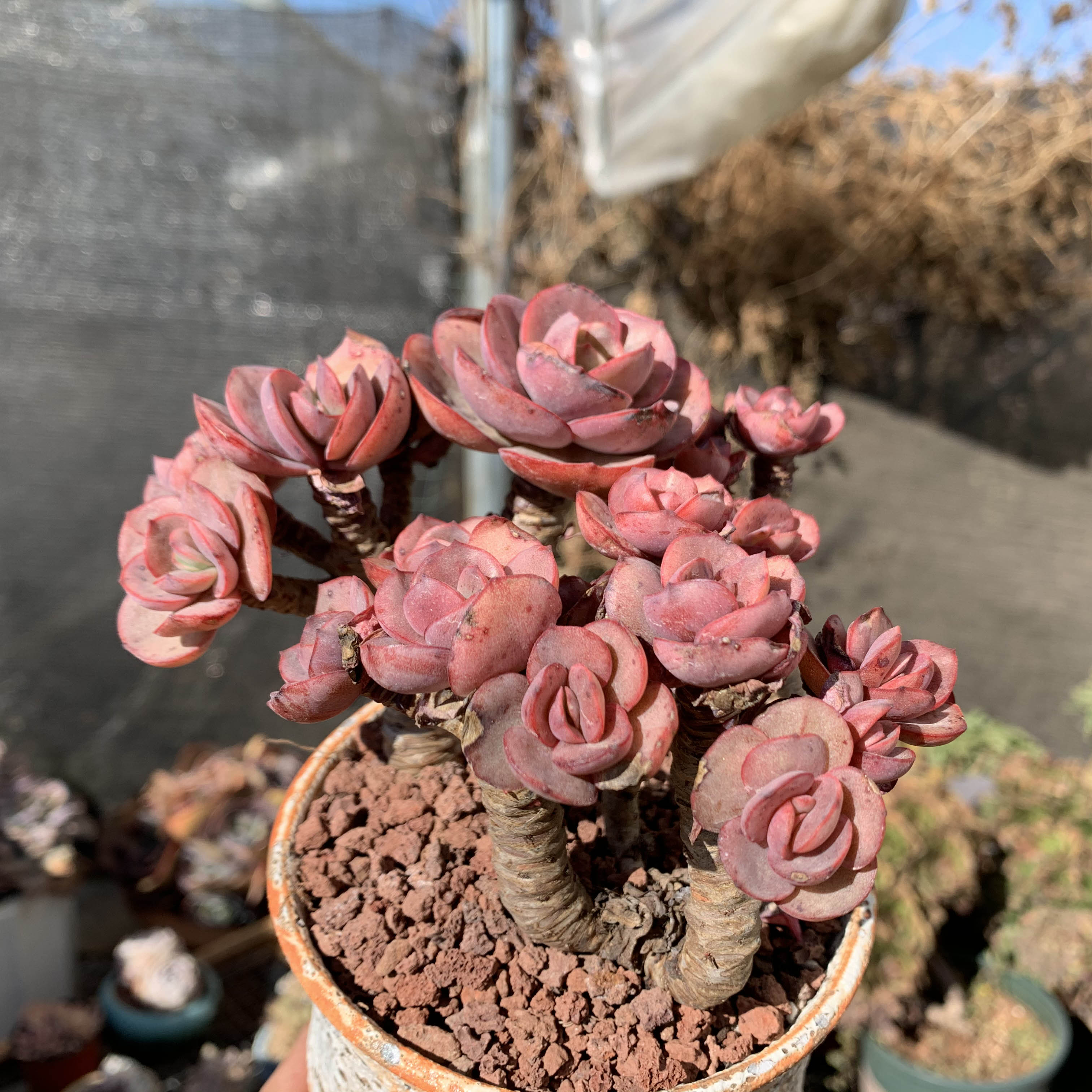 小叶秀妍多头老整桩初吻红色巨型多肉植物云南露养精品办公室盆栽
