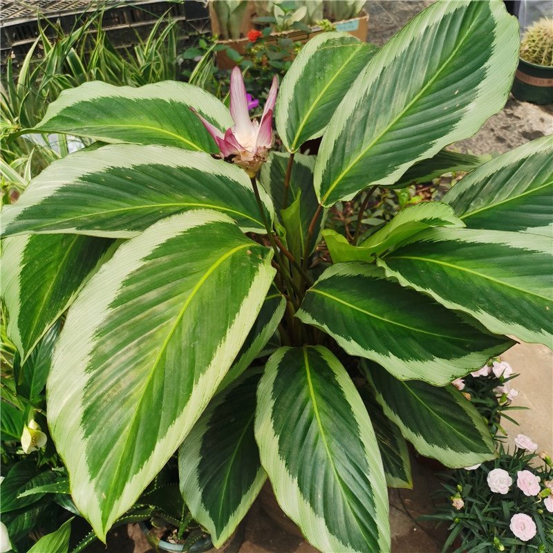 青莲竹芋盆栽室内观叶绿植净化空气防辐射包邮办公室四季耐阴好.