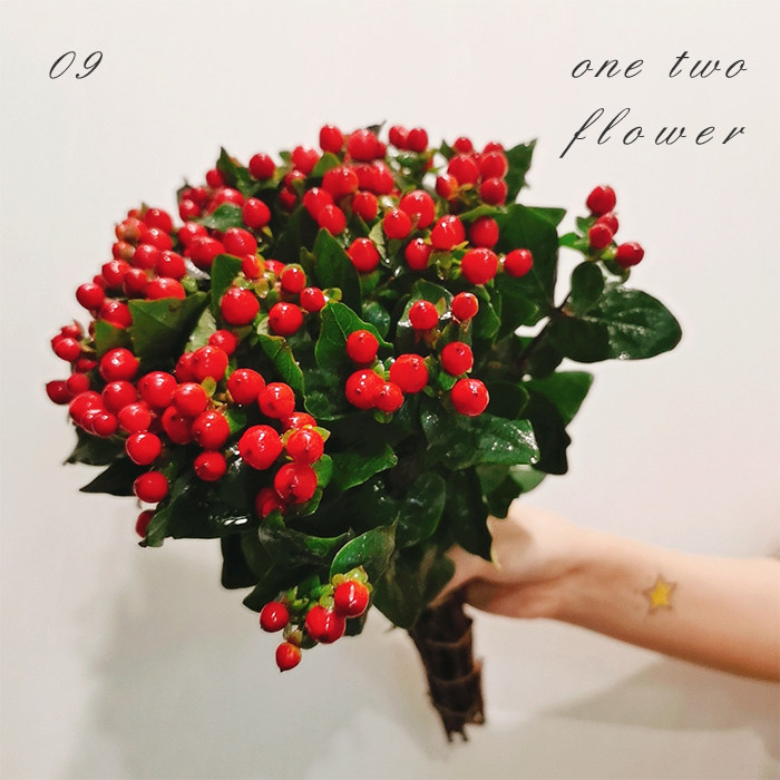 大花狗l红豆相思豆火龙珠配花配草新年春节花束产地直供直发鲜花