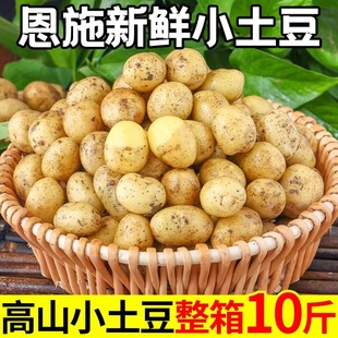 恩施小土豆新鲜湖北高山农家黄心土豆迷你马铃薯洋芋蔬菜10斤整箱