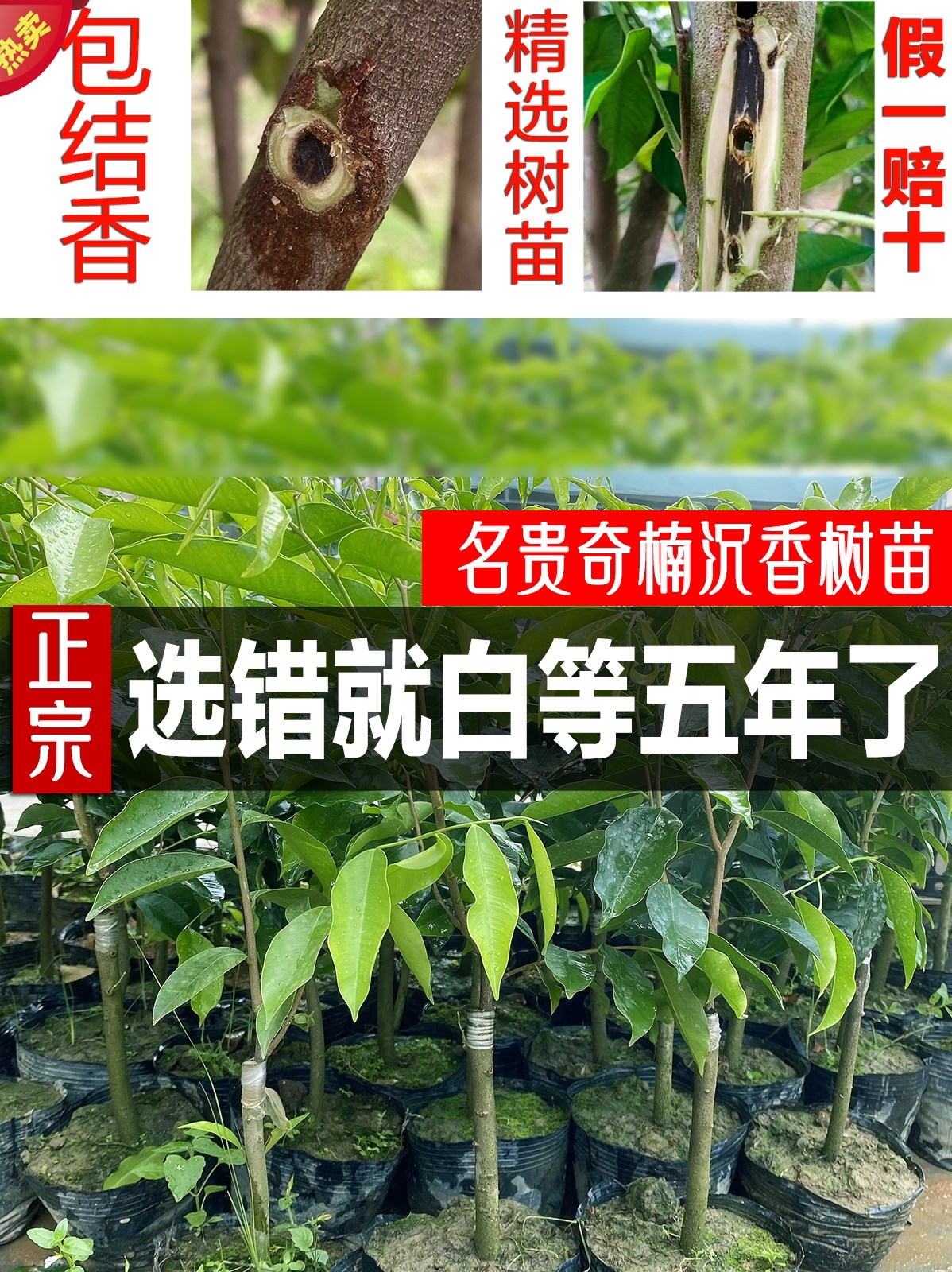 珍稀名贵苗木正宗海南沉香树苗沉香苗白木香驱蚊虫植物带土发货