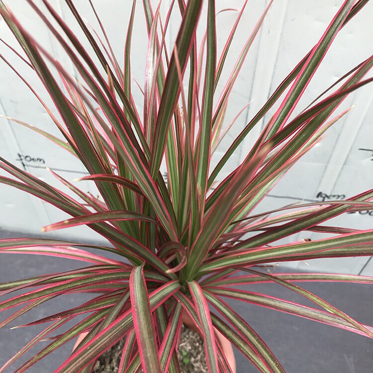 欧栽植室彩d铁血木气色三绿龙尾客铁植树北内年七净空马厅盆千化