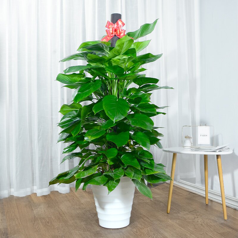 空绿吸绿大本柱叶厅叶公净绿室化萝大日客气室x柱盆内醛办甲萝栽