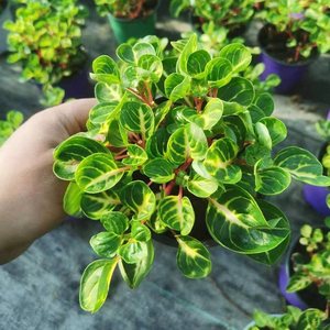 锦叶血苋盆栽雪苋绿植桌面红花苗