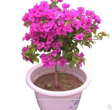 绿叶玫瑰红三角梅小苗庭院 花卉 观花盆栽勤花 勒杜鹃已售   ￥   ￥