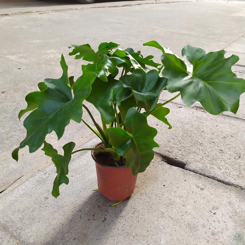 大叶春羽水培植物室内观叶龙鳞老桩盆栽北欧风客厅绿植好c养易活