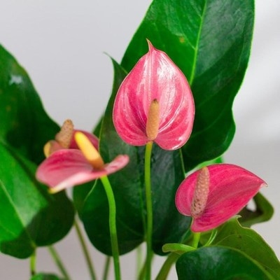 养在水里的花价格