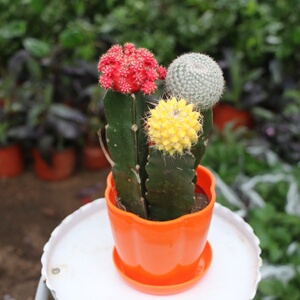 彩色仙人球盆图片