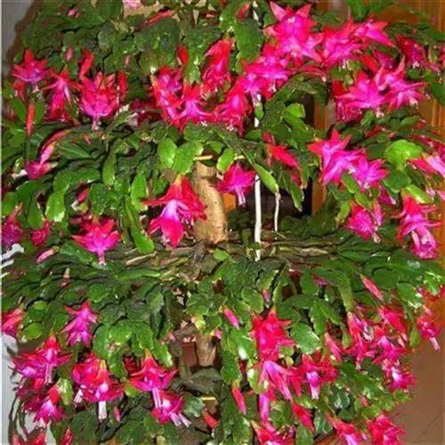 叶仙苗 老桩麒麟k)o叶仙苗嫁接 蟹e爪兰 砧木,叶仙中苗带土球家居