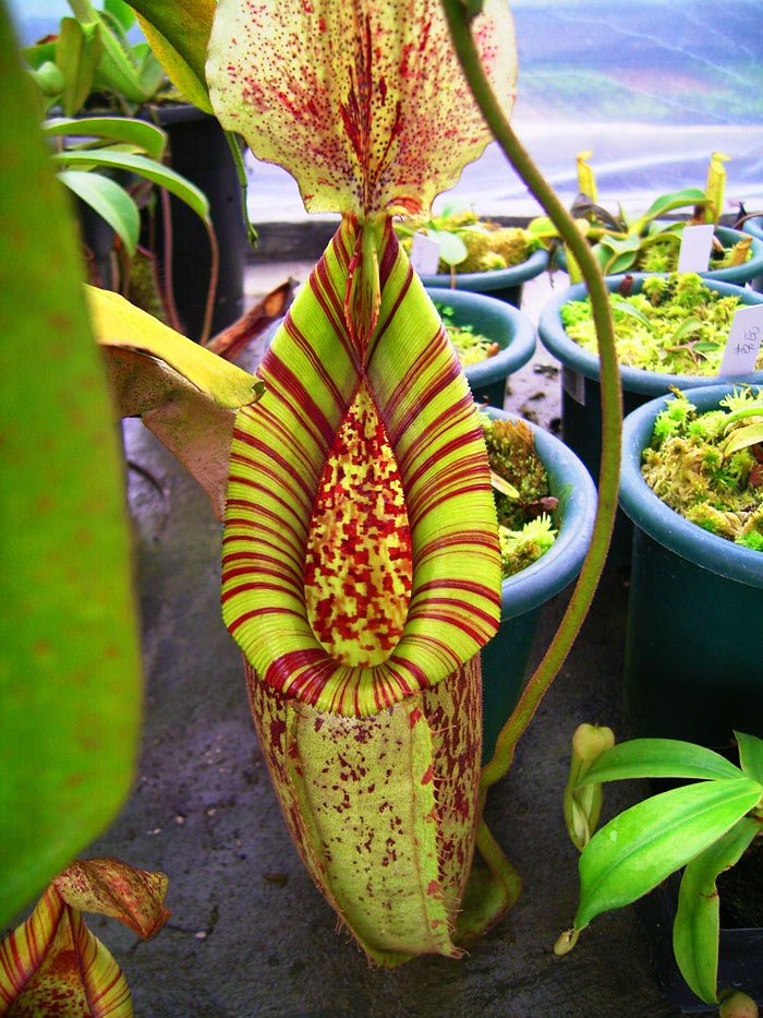 新品黛瑞安娜猪笼草造景食虫植物盆栽食人花扑捕苍蝇大型超大巨大