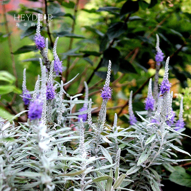 海蒂的花园银叶婆婆纳好养耐寒花境搭配阳台庭院花卉植物盆栽花苗