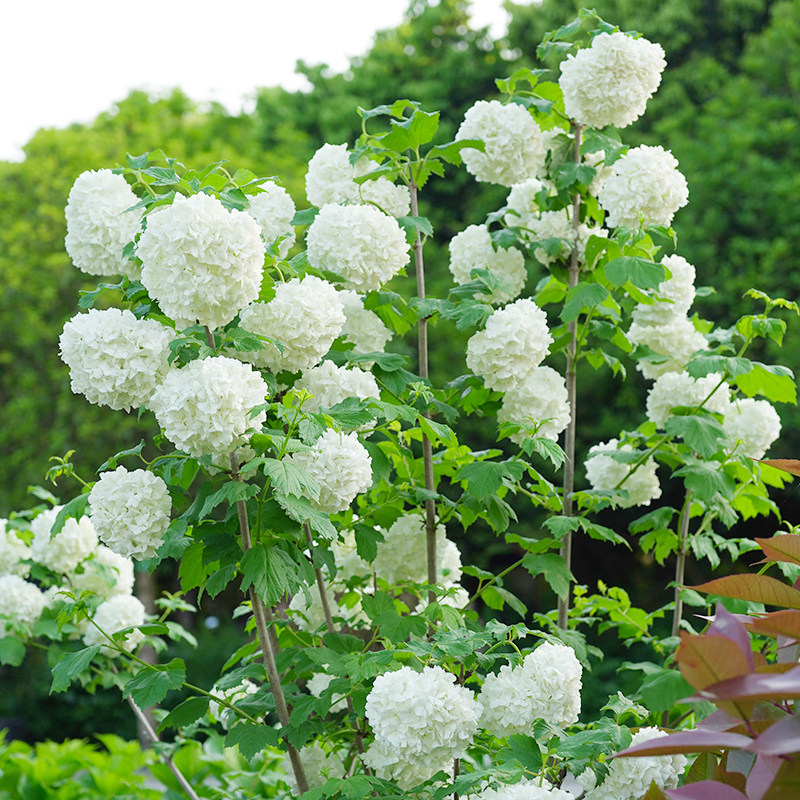 木绣球树苗-特价促销-优惠券领取-价格|多少钱|什么牌子好-35优惠券网