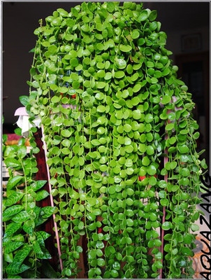 常绿藤本百万心耐阴吊兰串钱藤易养长藤吊兰纽扣玉耐半阴