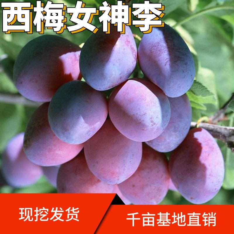 果树西梅女神李子南北方庭院种植盆栽嫁接当年果树