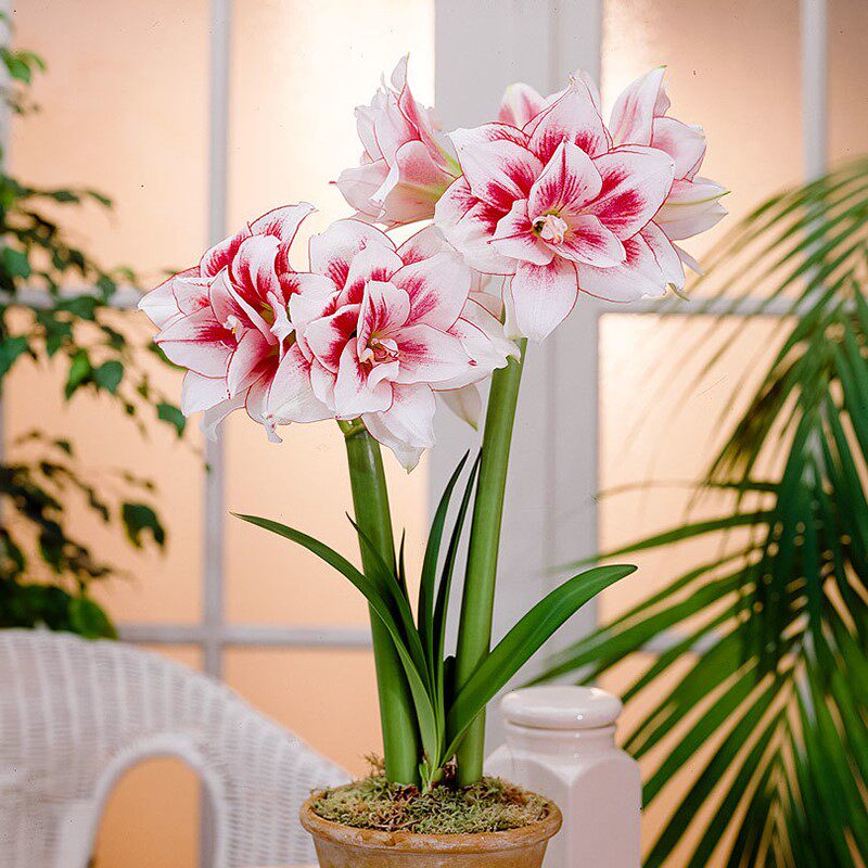 朱顶红盆栽包邮带花