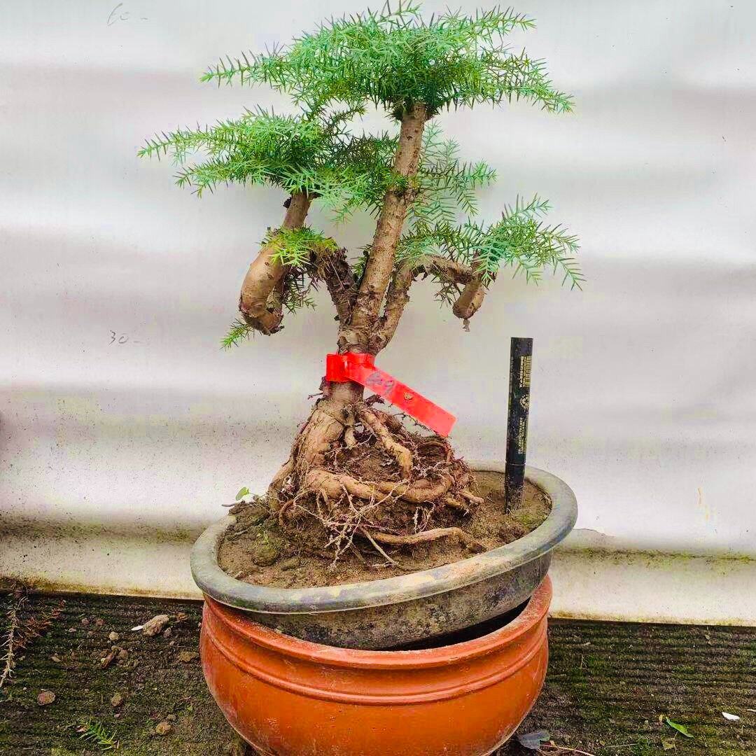 造型盆景桩不老松澳大利亚南洋杉名贵四季常青客厅绿植鲜水培