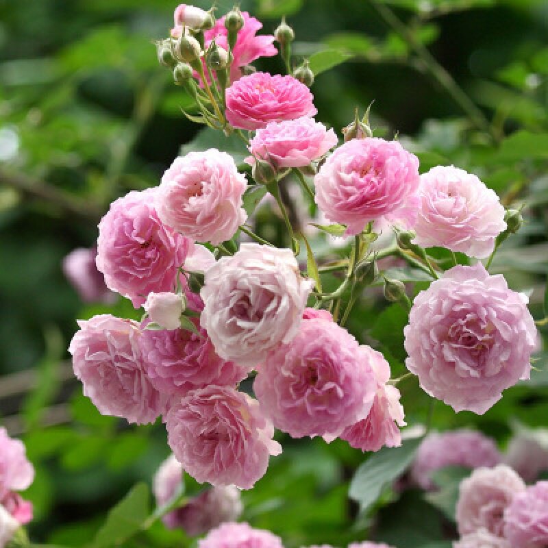 蔷薇花苗5年爬藤苗