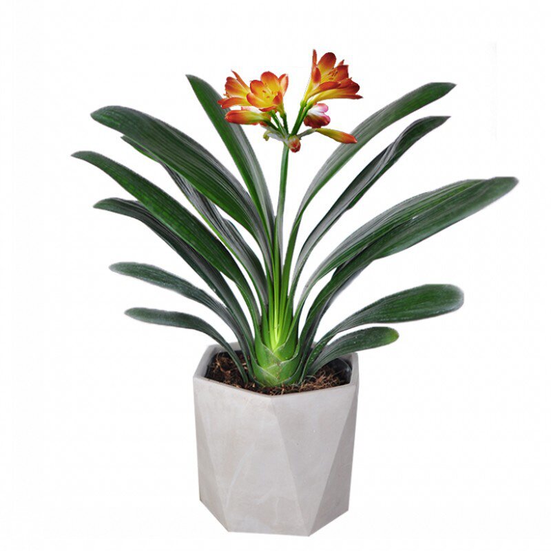 君子兰盆栽花卉植物室内精品君子兰苗四季开花绿植盆景兰花苗好养