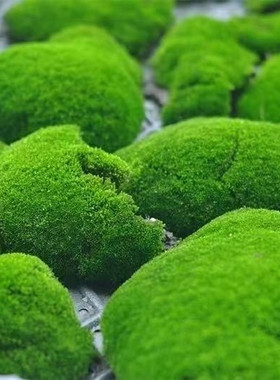 短绒苔藓微景观植物材料朵朵鲜活青苔藓水陆雨林缸造盆景蒲面草皮