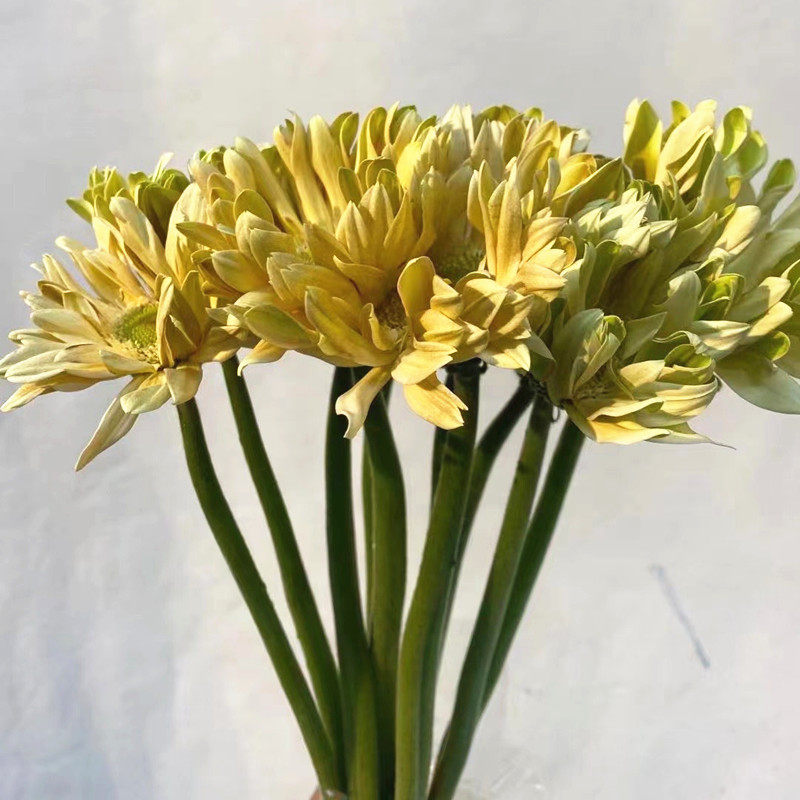 卷边非洲菊经典扶郎花生日爱情礼物家庭花艺插花同城鲜花速递