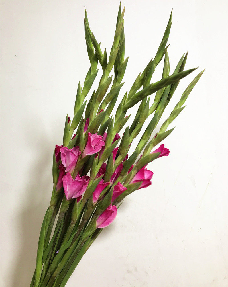 多种剑兰鲜花节节开花轻松好养高大插花云南直发生日爱情礼物