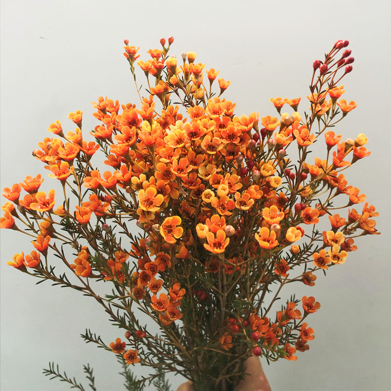 澳梅鲜花吸染色腊梅花卉耐养花期长生日爱情礼物云南直发速递