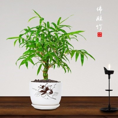 (今日6.3折)佛肚竹盆栽小竹子植物室内佛竹小型矮化客厅好养观赏竹罗