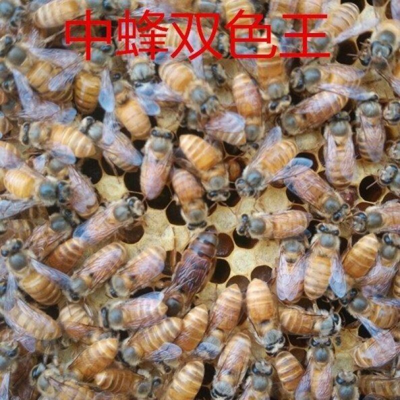 中蜂蜂王高产黑王阿坝优质红环蜜蜂产王活体蜜型双色产卵种王包邮