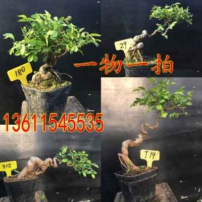 小叶榔榆盆景造型榆树植造型独特榆树盆景一物一拍带盆包邮.