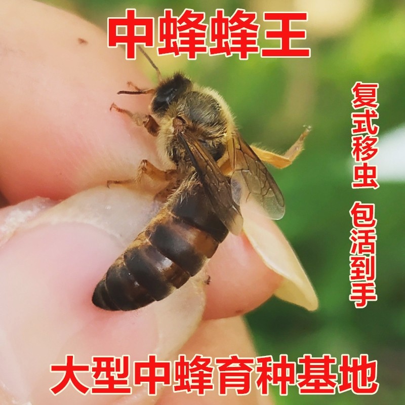 中蜂蜂王种王开产王活体高产四川麻王阿坝杂交蜜蜂群新土蜂处b女